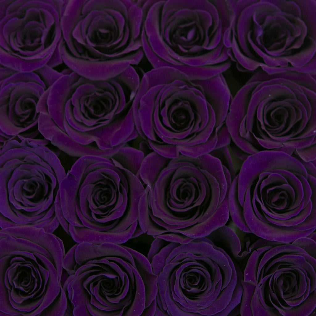 small SQUARE box - black - dark-purple ETERNITY roses