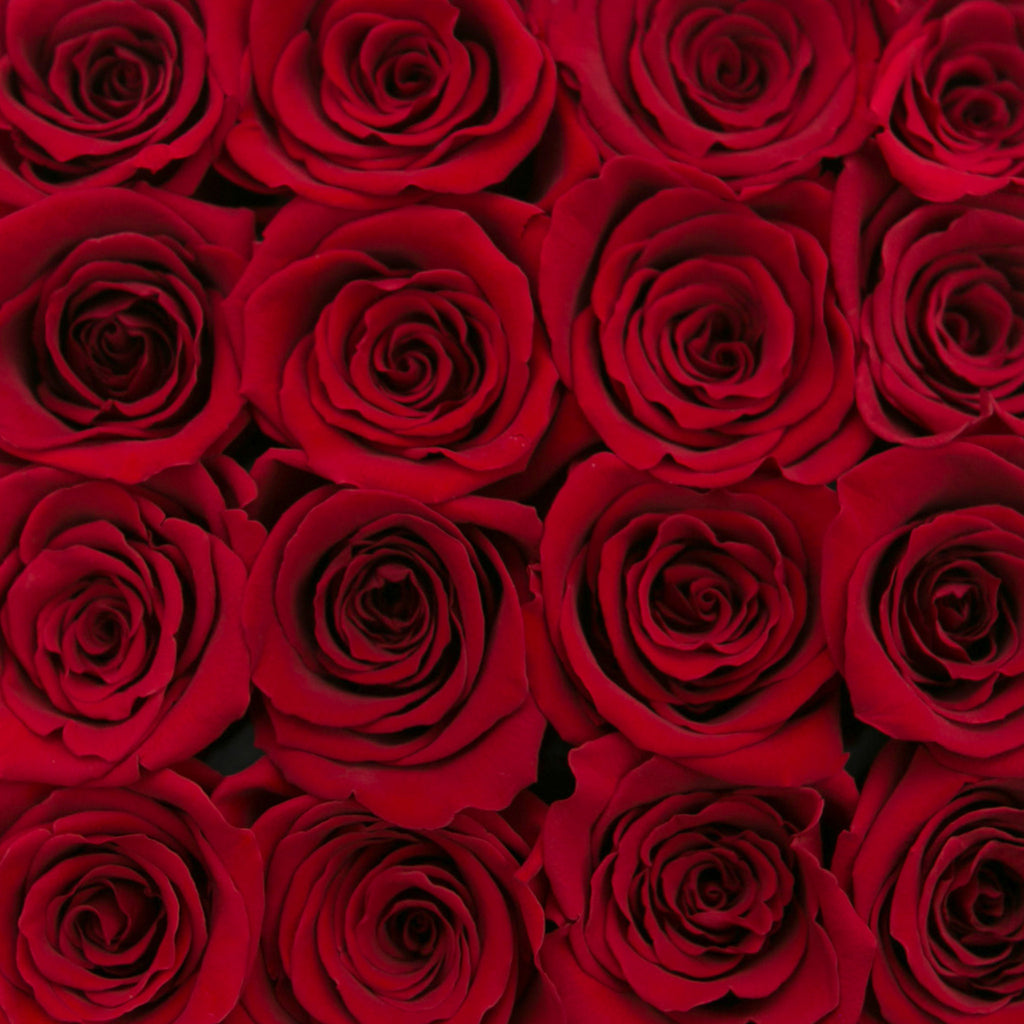 small SQUARE box - vanilla - red ETERNITY roses